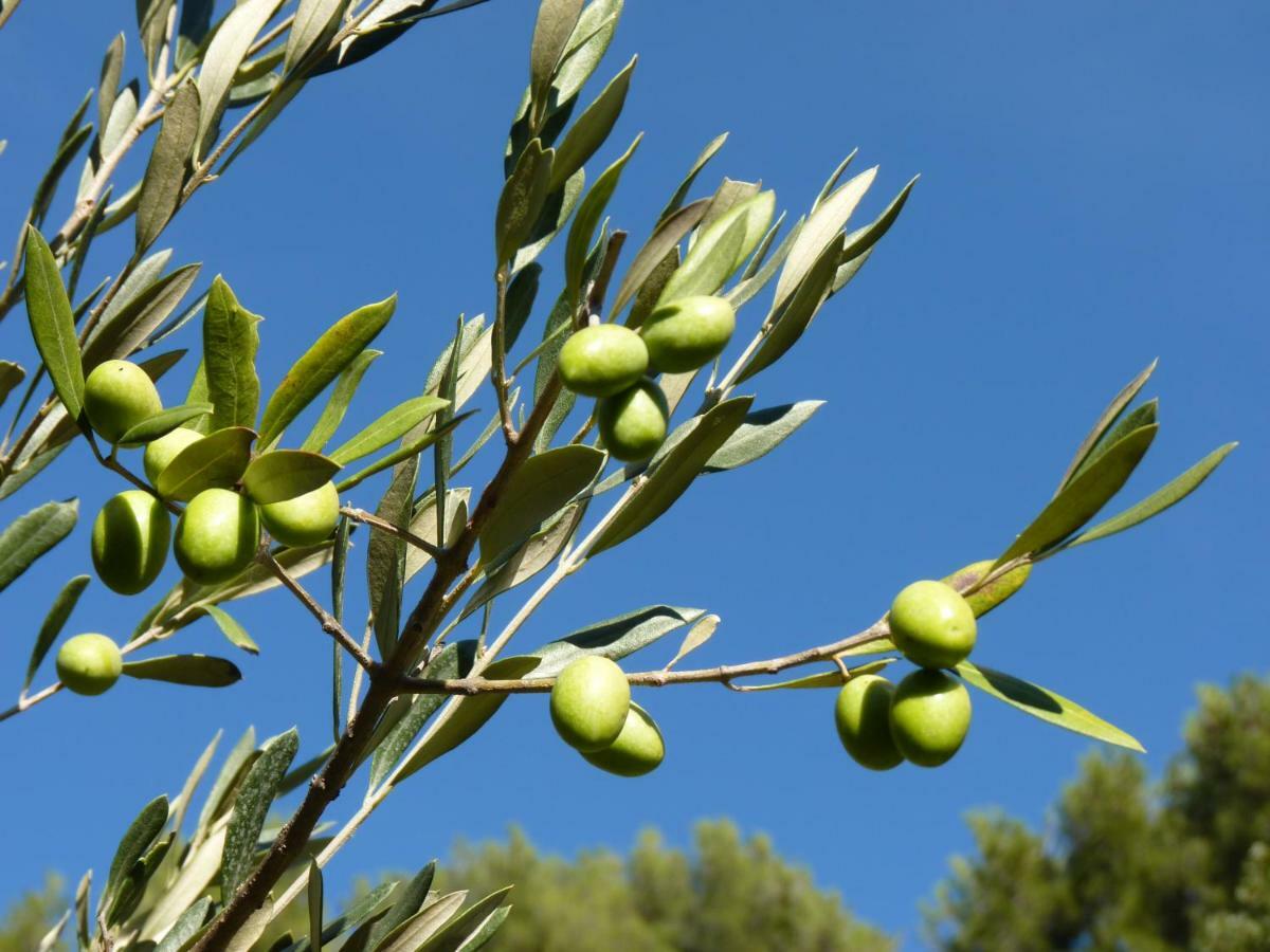 לינה וארוחת בוקר אובן La Royante מראה חיצוני תמונה
